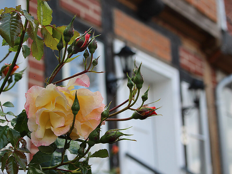 Gelbe Rosen in der Altstadt von Lauenburg Gelbe Rosen in der Altstadt von Lauenburg