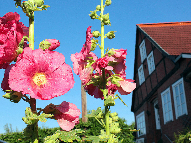 Stockrose vor Fachwerk