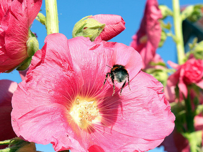 Hummel im Anflug auf eine Stockrose in der Lauenburger Altstadt