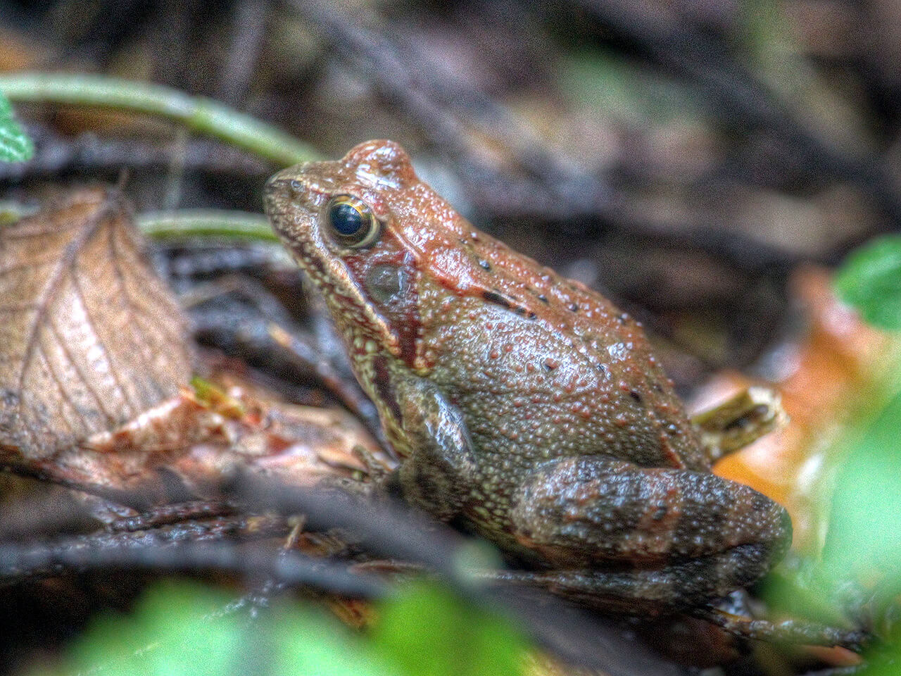 Frosch im Wald bei Lauenburg