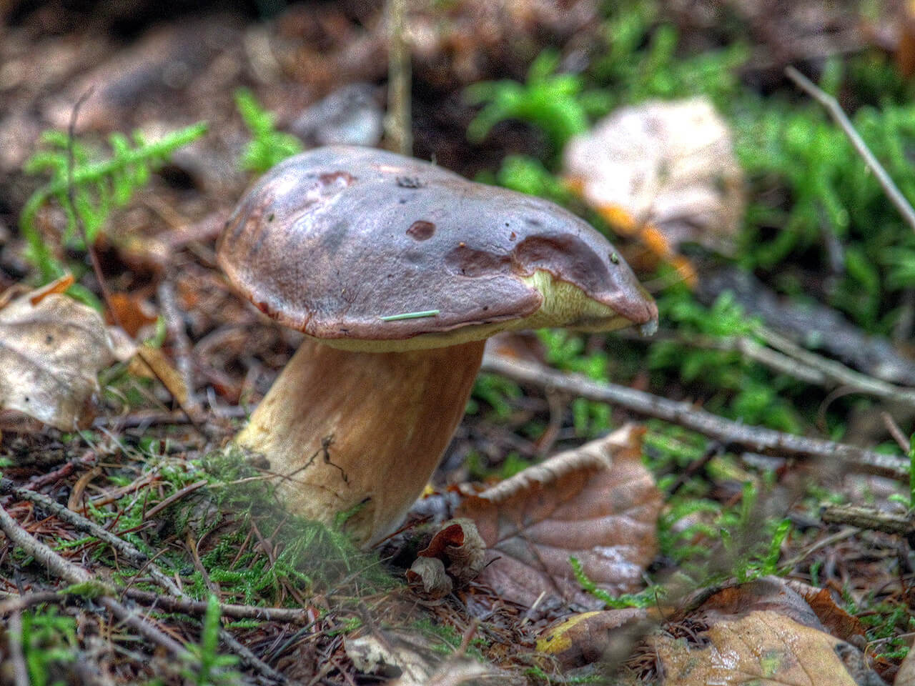 Steinpilz im Wald bei Lauenburg