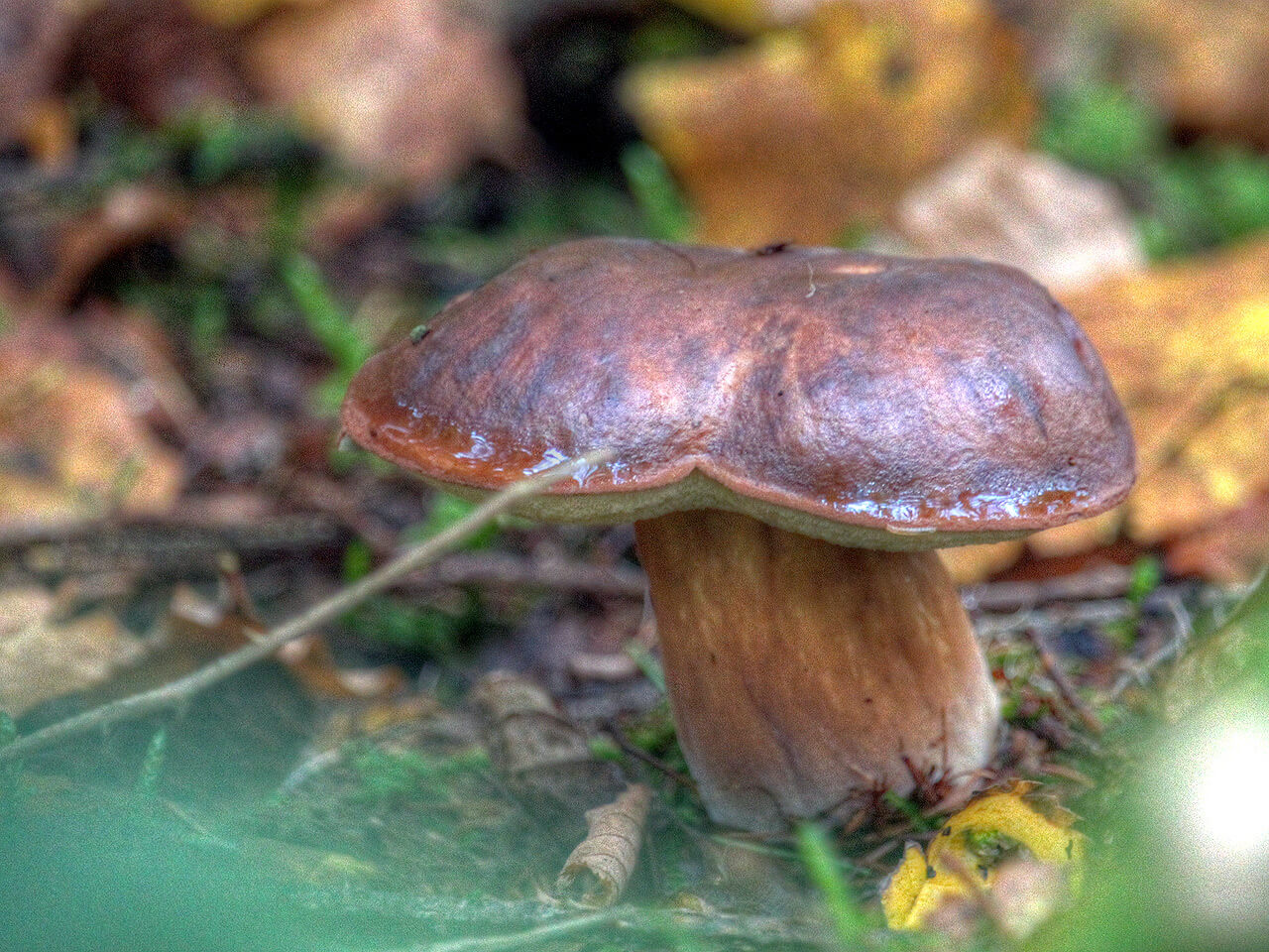Steinpilz im Wald bei Lauenburg