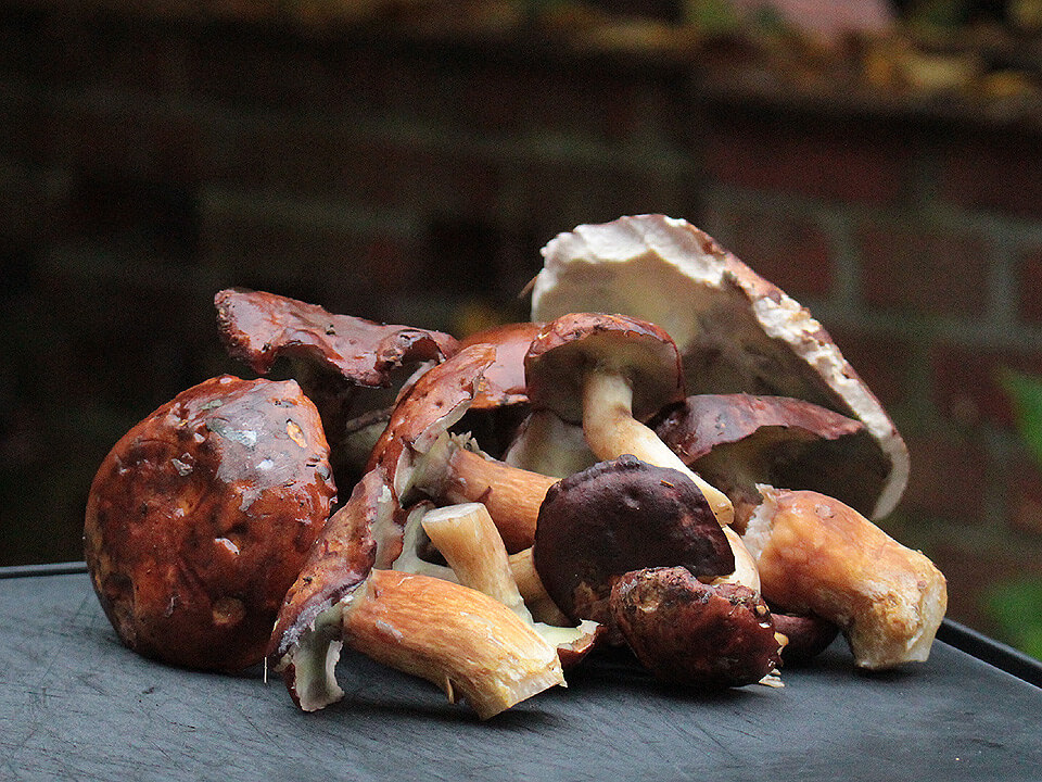Geputzte Steinpilze