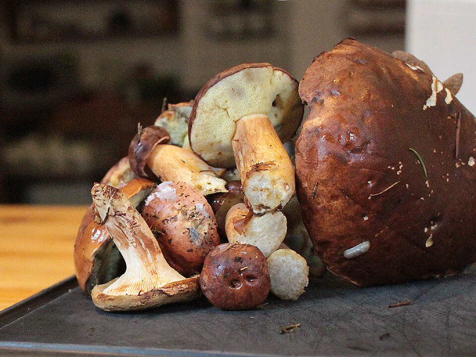 Frische Steinpilze ungeputzt