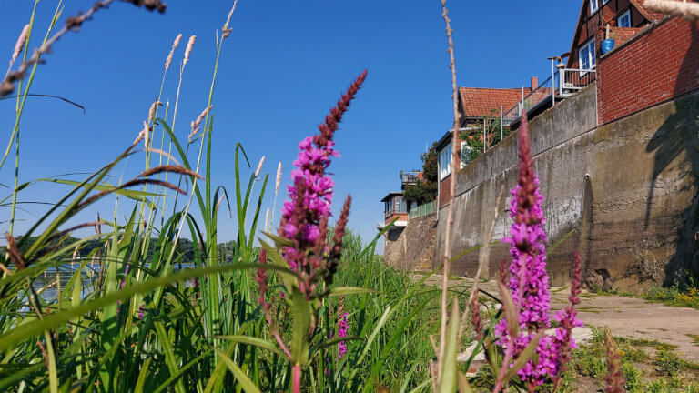 Blütenpracht im Schilf am Elbufer Blütenpracht im Schilf am Elbufer