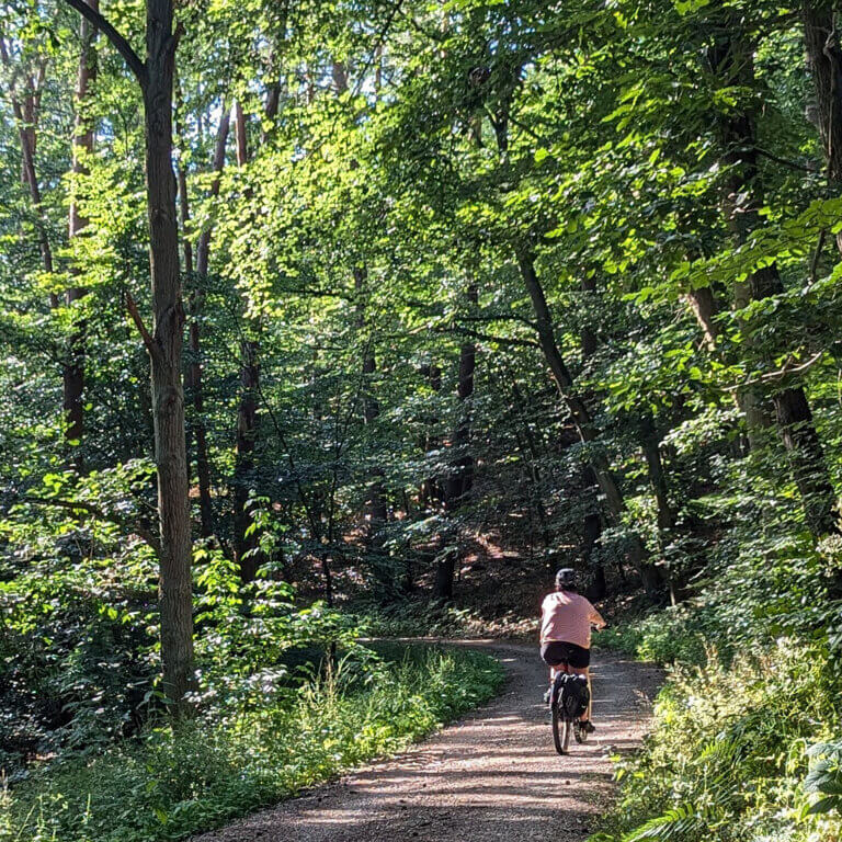 Elberadweg "Hohes Elbufer" Durch den Wald am Elberadweg "Hohes Elbufer"