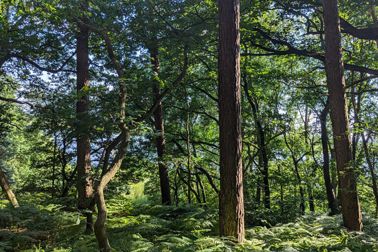 Wunderschöne Wälder entlang des Radwegs Wunderschöne Wälder entlang des Radwegs