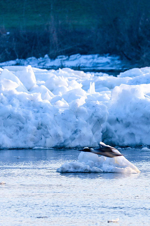 Das Eis stapelt sich auf der Elbe vor Lauenburg