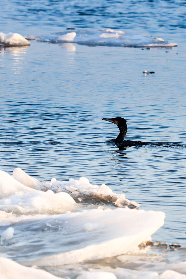 Ein Kormoran sucht auf der Elbe vor Lauenburg nach Fischen.